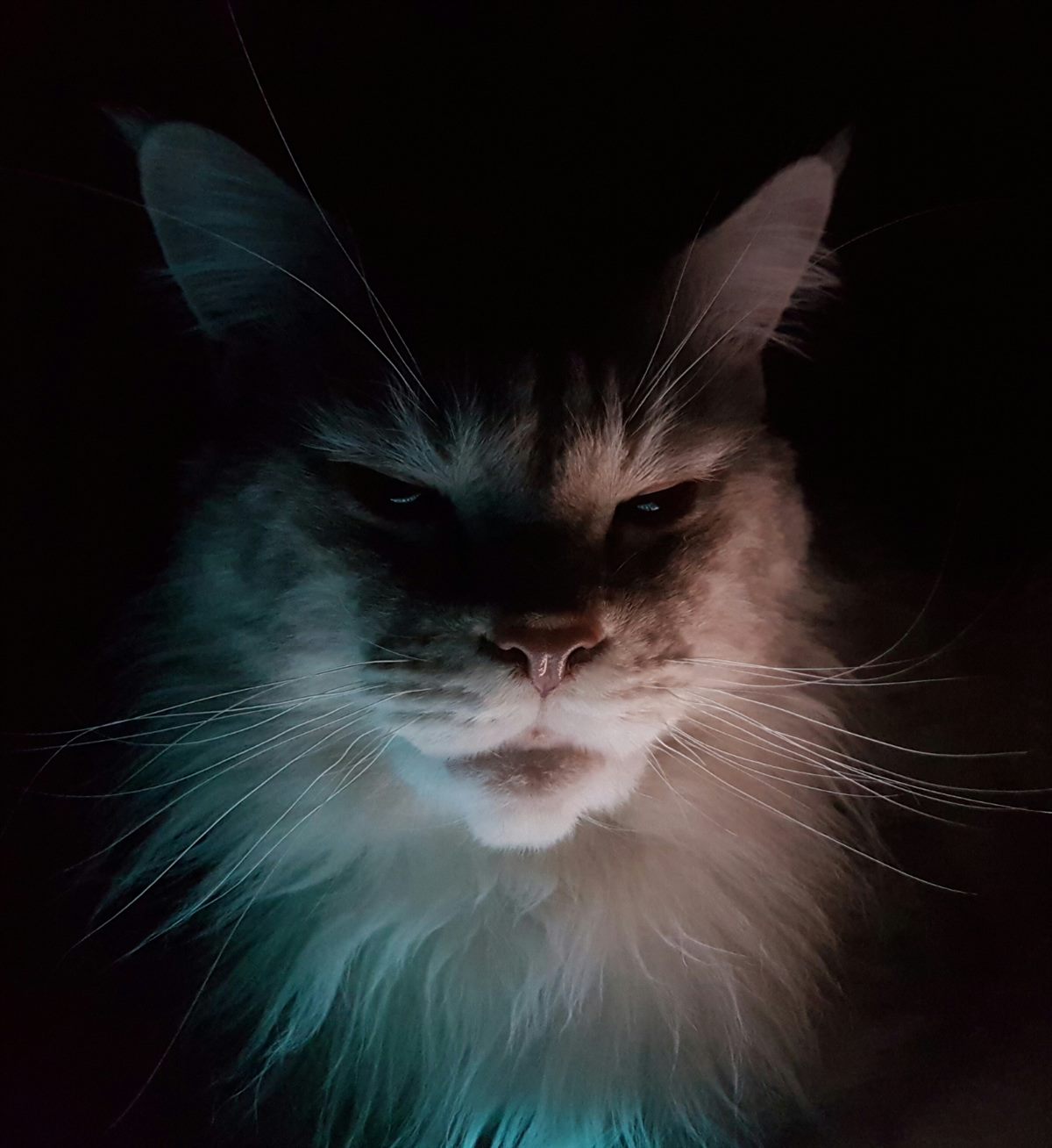 Langhaarkatze im Halbdunkel, Gesicht und Schnurrhaare von kühlem Licht gestreift