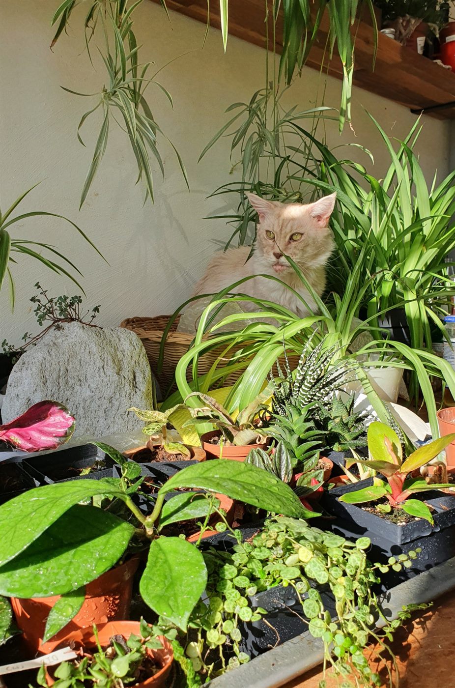 Cremefarbene Katze sitzt hinter dicht gestellten Zimmerpflanzen — Grünlilien, Sukkulenten, Stecklinge in Anzuchtschalen